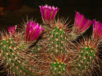 Echinocereus engelmannii 